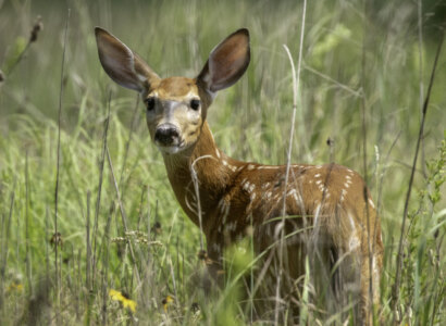 Minnesota Wildlife by Motorhome