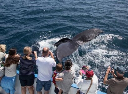 Whale and Dolphin Watching Cruise from Newport Beach