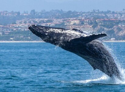 Dolphin and Whale Watching Tours from Dana Point