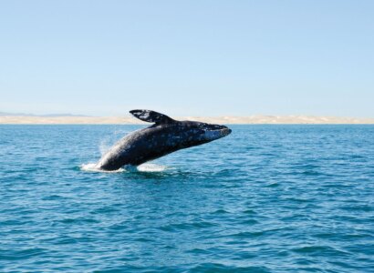 Whale & Dolphin Watching Adventure from San Diego