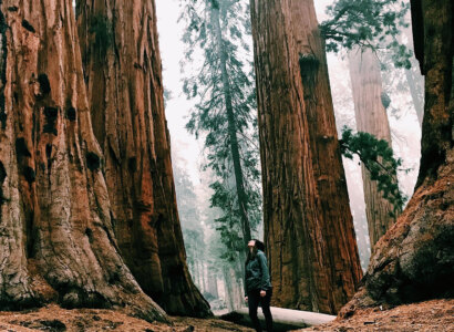 Yosemite and Giant Sequoias Day Tour from San Francisco