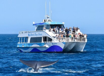 Whale Watching Tour from Long Beach