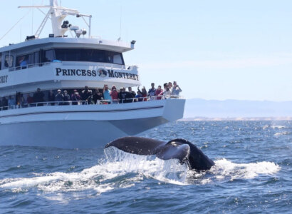 Whale Watching Tour from Monterey